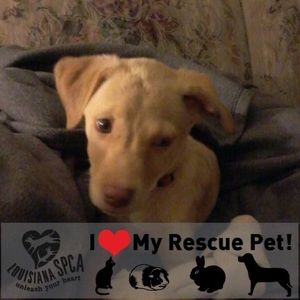 Meet your Posher, Dick